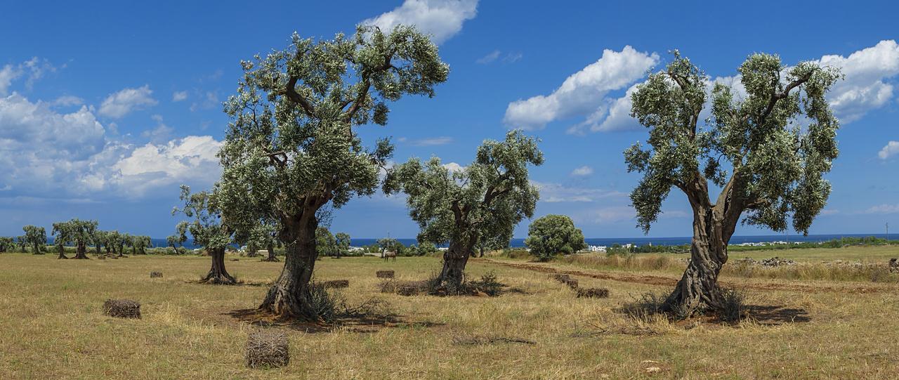 Masseria Palombara Grande Ostuni Luaran gambar