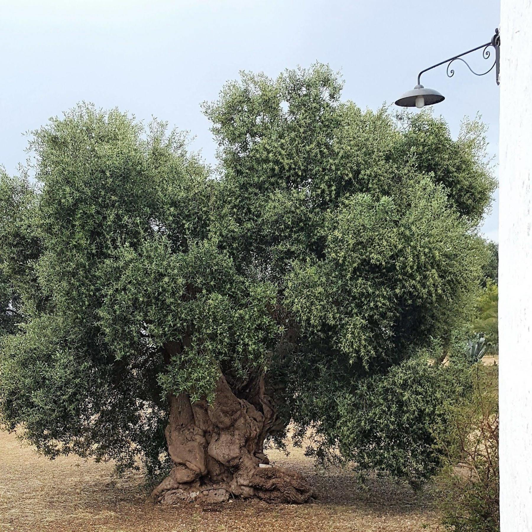Masseria Palombara Grande Ostuni Luaran gambar
